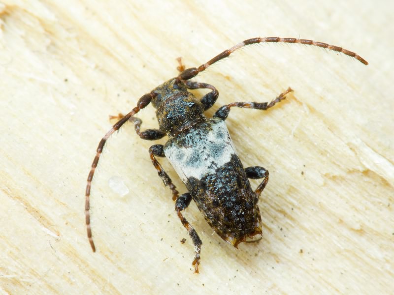 Pogonocherus hispidulus (Piller & Mitterpacher, 1783)